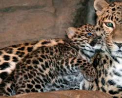 Bir leopar hakkında bir rüya ne anlama geliyor?