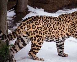 Jaguar attack Varför drömmer du om en jaguar?