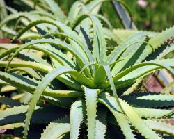 Aloe vera extract dry
