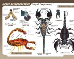 Typer av namn på skorpioner